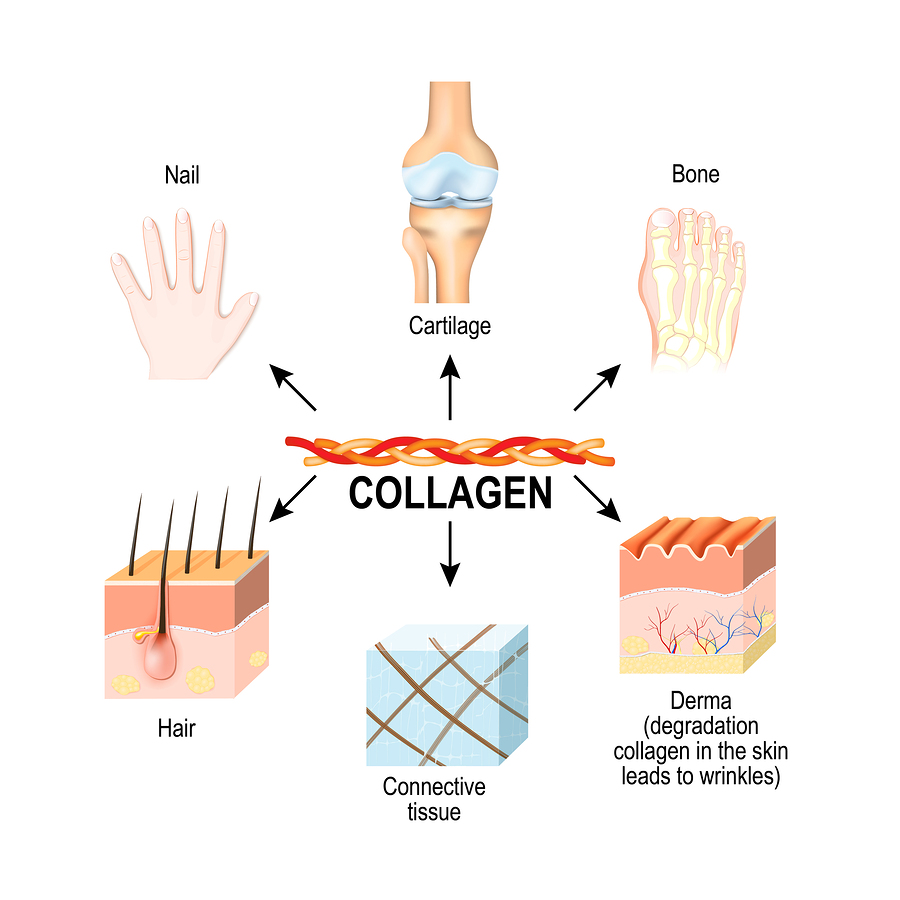 collagen-la-gi1-1653280582.png