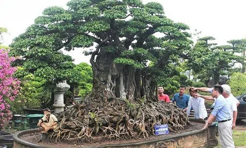 Phát triển hoa cây cảnh gắn với nông thôn mới, nông nghiệp đô thị